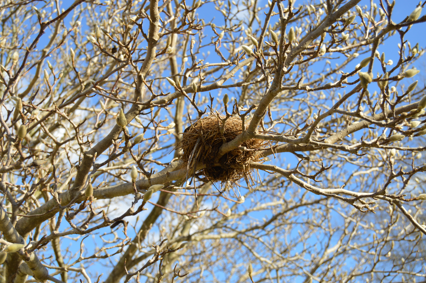 One of the first photos with my DSLR, a bird's nest, 2014-12-25