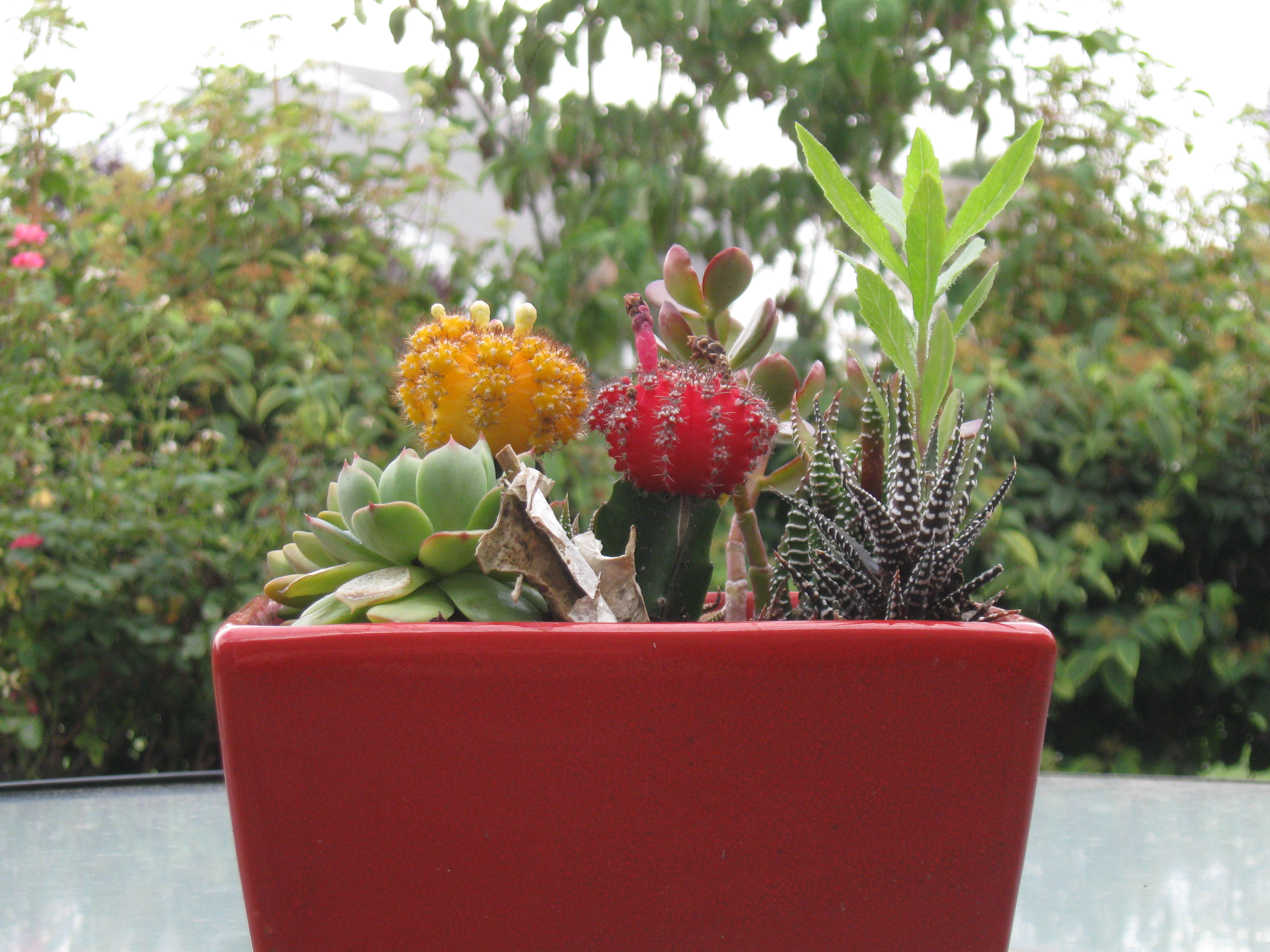 Cacti on a table, 2022-08-01